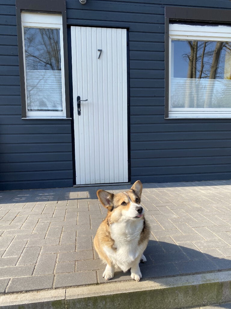 Ein Corgi zu Besuch