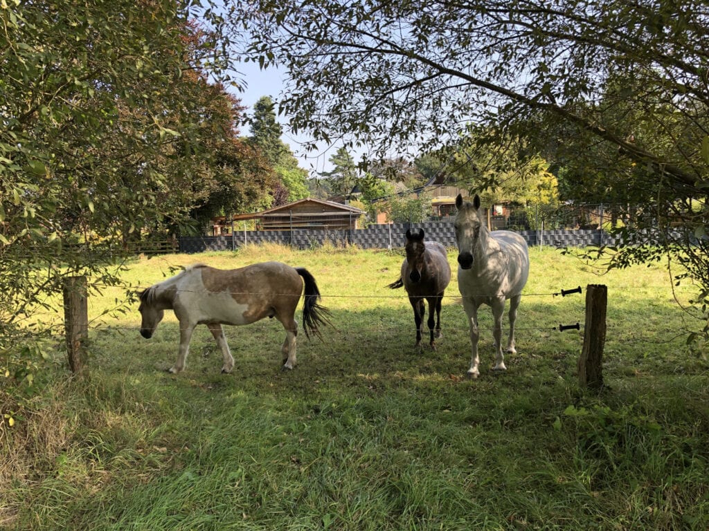 Auf der Wiese nebenan sind häufig Pferde anzutreffen.