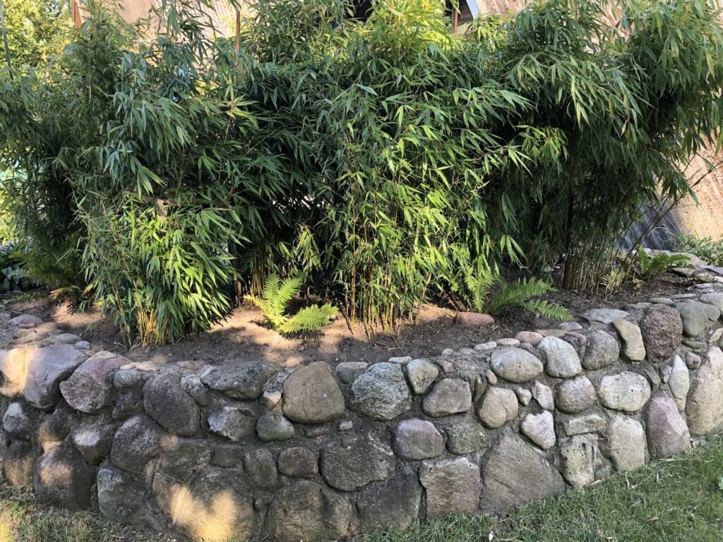 Bambus Sichtschutz seitlich der Terrasse